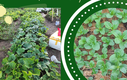 Bà mẹ 3 con ở Hà Đông tự trồng 12 luống rau sạch dưới sân chung cư, tính ra mỗi tháng tiết kiệm được gần 2 triệu đồng tiền đi chợ