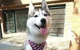 Chó Husky trốn đi chơi cả đêm, sáng mang về 1 tờ giấy khiến chủ vừa đọc vừa tăng xông