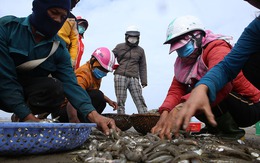 Chờ nắng lên, chiều ra biển 'đãi cát' kiếm tiền triệu