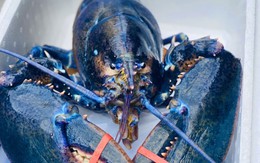 Tôm hùm xanh ngọc bích siêu hiếm xuất hiện ở Việt Nam