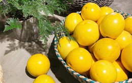 Vú sữa hoàng kim gần 200k/kg khiến chị em tò mò đặt mua tới tấp