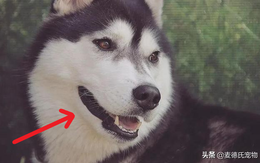 Nhờ chó Husky ra lấy gói đồ, mãi không thấy trở lại, chủ đi ra thì gặp cảnh "tăng xông"