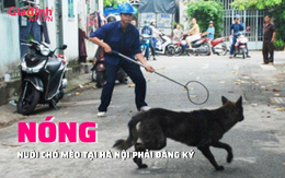 NÓNG: Nuôi chó mèo ở Hà Nội phải đăng ký 