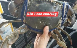 Cua biển “siêu to khổng lồ” có giá cả triệu đồng/con được lùng mua