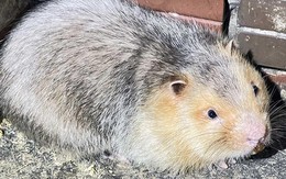 Nuôi loài răng sắc nhọn thích ăn mía, ẩn trong hang, lão nông Cần Thơ thành tỷ phú