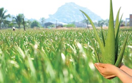 G.C Food góp phần nâng tầm nông sản Việt