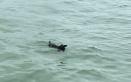Chú chó bị bỏ quên giữa vịnh Hạ Long, tự bơi tới thuyền du khách tìm sự giúp đỡ