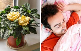 7 loại cây mà gia đình nào cũng nên trồng ở quanh nhà, không chỉ đẹp mà còn giúp cải thiện sức khỏe