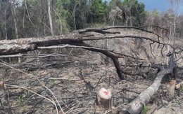 Điều tra vụ phá rừng quy mô lớn ở Quảng Trị