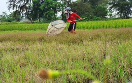 Săn "tôm bay" trên đồng, kiếm tiền triệu mỗi ngày