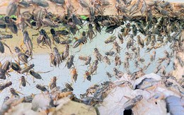 Nuôi triệu con vật tí hon, khởi nghiệp 100.000 đồng, rủng rỉnh tiền cho con học quốc tế