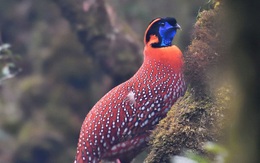 Phát hiện loài chim vô cùng quý hiếm ở Sa Pa, có chân màu hồng tuyệt đẹp