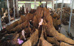 Có duyên mua cây khô cổ thụ giá 35 triệu, 8 năm sau có người trả 35 tỷ không thèm bán