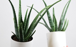 10 loại cây đặt trong phòng ngủ giúp bạn ngon giấc