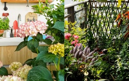 Bõ công bao ngày chăm sóc, mẹ đảm có được khu vườn ban công trên tầng 27 chỉ 10m² mà hoa tươi khoe sắc bốn mùa