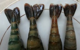 Bắt quả tang tôm sú bị bơm tạp chất, chuyên gia chỉ rõ bệnh tiềm ẩn khi ăn phải tôm bẩn và cách nhận biết