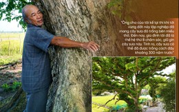 Cây sưa 300 năm tuổi, chủ được trả 'núi tiền' vẫn quyết không bán