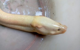 Lão nông sở hữu con lươn có màu rất lạ