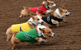 100 chú chó Corgi tham gia thi chạy, cuộc đua bỗng biến thành cuộc thi ảnh hài hước
