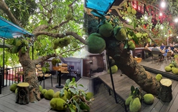 Quán cafe trĩu trịt mít, quả xếp đầy gốc đã vào mùa đẹp nhất năm, bà chủ tiết lộ điều vui