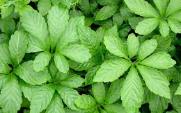 Loại rau xưa rẻ bèo là món ăn dành cho nhà nghèo, giờ thành đặc sản xuống phố, 100.000 đồng/kg