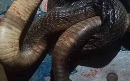 Người đàn ông bị rắn hổ phì kịch độc cắn tử vong