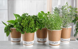 7 loại thảo mộc chẳng tốn sức chăm vẫn lớn nhanh như thổi