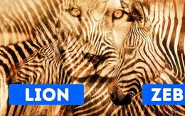 Trắc nghiệm tâm lý: Bạn nhìn thấy con sư tử hay con ngựa vằn trước?