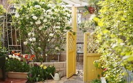 Ngẩn ngơ trước khu vườn nhà 60m² đẹp như tranh vẽ, thác hoa phủ vàng ruộm cả một góc sân