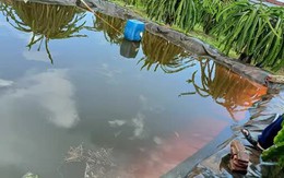 Hai em nhỏ tử vong vì rơi xuống ao trữ nước tưới thanh long