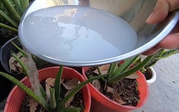 Tưới loại nước này cho hoa chẳng khác gì giết chúng, tưới buổi sáng tối cây héo rũ