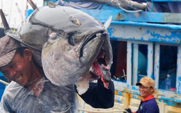 Làng biển giàu nhất miền Trung nhờ nghề săn "thủy quái" đại dương