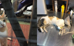 Bị tố đánh bả 20 con mèo hoang, nhà hàng steak ở TP.HCM thừa nhận: "Không từ ngữ nào có thể bào chữa cho hành động này của mình"