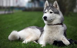 Chó Husky cậy to bắt nạt chó con, 1 năm sau cục diện thay đổi nhìn thấy đối phương là chạy