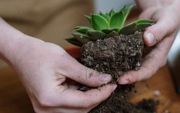 Nuôi cây sen đá mùa hè làm tốt ba điều này, cây 10 năm không chết, lúc nào cũng căng mọng