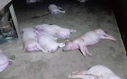 12 con lợn của một gia đình ở Hà Tĩnh bị sét đánh chết