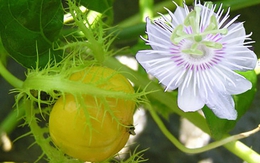 Công dụng của cây lạc tiên được người phụ nữ tìm ăn trong suốt 7 ngày rơi xuống vực ở Yên Tử 