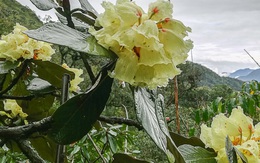 Chiêm ngưỡng danh mộc cổ thụ đặc biệt quý hiếm ở Vườn quốc gia Hoàng Liên