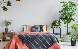 9 loại cây cảnh thích hợp nhất trong phòng ngủ vì khả năng cải thiện chất lượng giấc ngủ ấn tượng