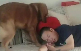 Thấy chủ ngủ quên trên sofa, chó Golden ân cần lấy gối nhưng kết quả lại dở khóc dở cười