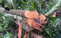 Thanh Hoá: Báo động vấn nạn phá rừng tại Quan Sơn