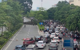 Cây đa trăm tuổi được bảo tồn khi làm đường nghìn tỷ bất ngờ gãy nhánh lớn