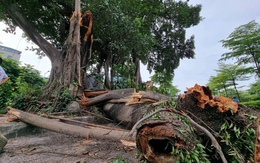 Cây đa trăm tuổi bị gãy nhánh: Sẽ rà soát "sức khỏe" của cây