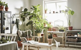 8 việc cần làm để không khí trong nhà luôn trong lành
