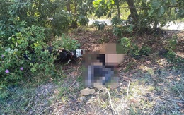 Tông cây tràm, một người chạy xe máy thiệt mạng