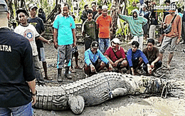 Dùng dây thừng bắt sống cá sấu dài 4,3 m ở Indonesia