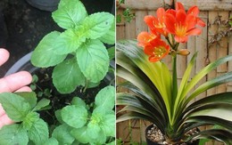 Nhà giàu thường để 5 loại cây này trong phòng bếp, giúp chiêu tài đón lộc ai cũng nên có