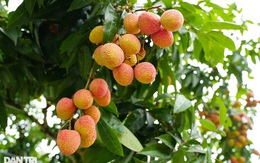 Vì sao quả vải tốt nhưng không nên ăn quá nhiều?