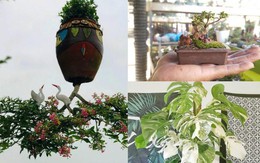 Bộ sưu tập bonsai lạ đình đám ở Việt Nam đặc biệt cỡ nào?