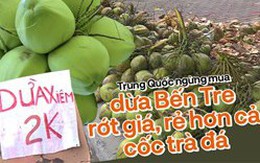 Dừa Bến Tre rớt giá, rẻ hơn cả cốc trà đá khi thị trường Trung Quốc thắt chặt nhập khẩu